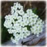 achillea millefolium